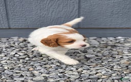 Cavapoo dogs for sale: Ellie - Image 8