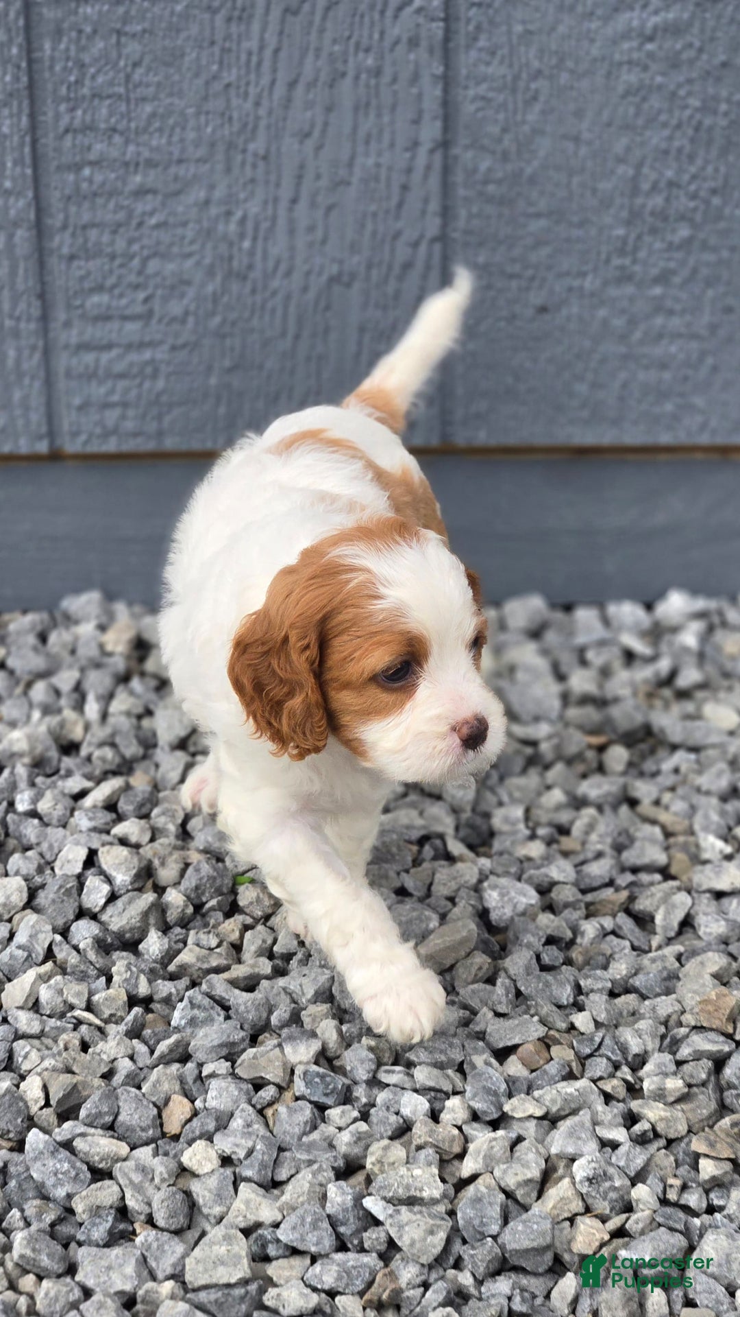 Cavapoo dogs for sale: Ellie - Image 8
