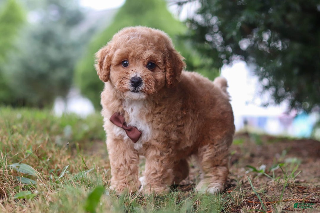 Maltipoo dogs for sale: Tobias - Image 4
