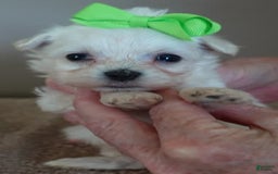 Maltipoo dogs for sale: Beans - Image 32