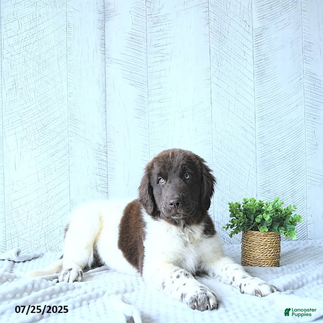 Newfoundland dogs for sale: Jade - Image 15