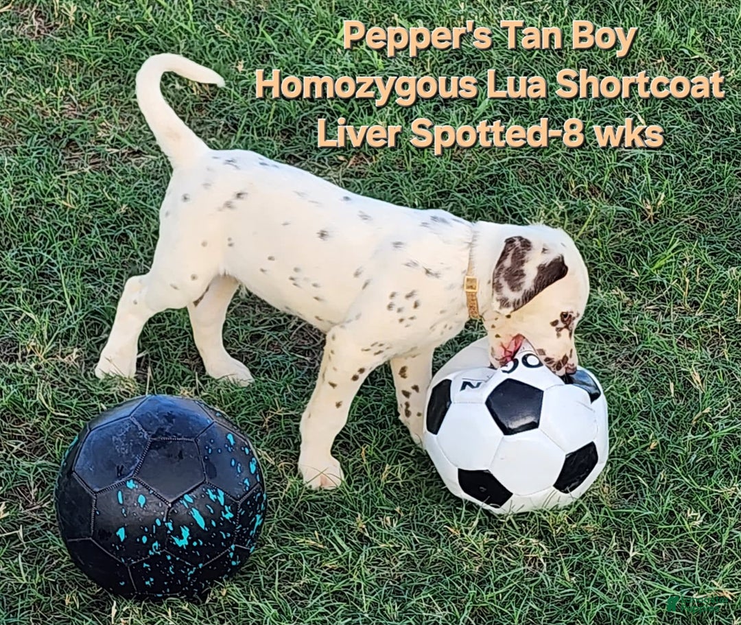 Dalmatian dogs for sale: Peppers Tan Boy - Image 15