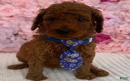 Standard Poodle dogs for sale: Zabai AKC - Image 2