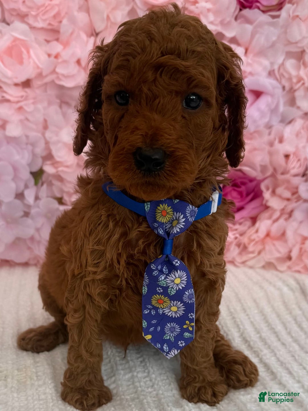 Standard Poodle dogs for sale: Zabai AKC - Image 2