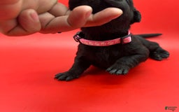 Cane Corso dogs for sale: ICCF Momo - Image 3