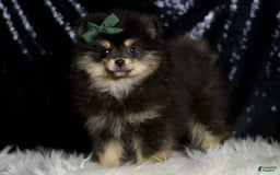 Pomeranian dogs for sale: Bingo - Image 2