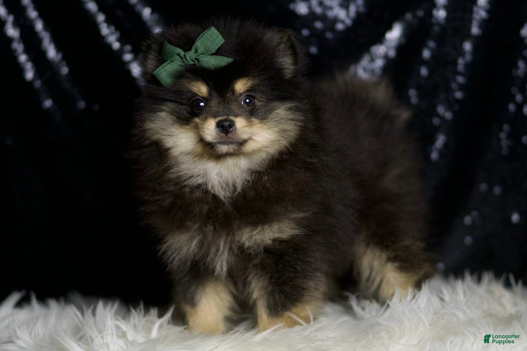 Pomeranian dogs for sale: Bingo - Image 2