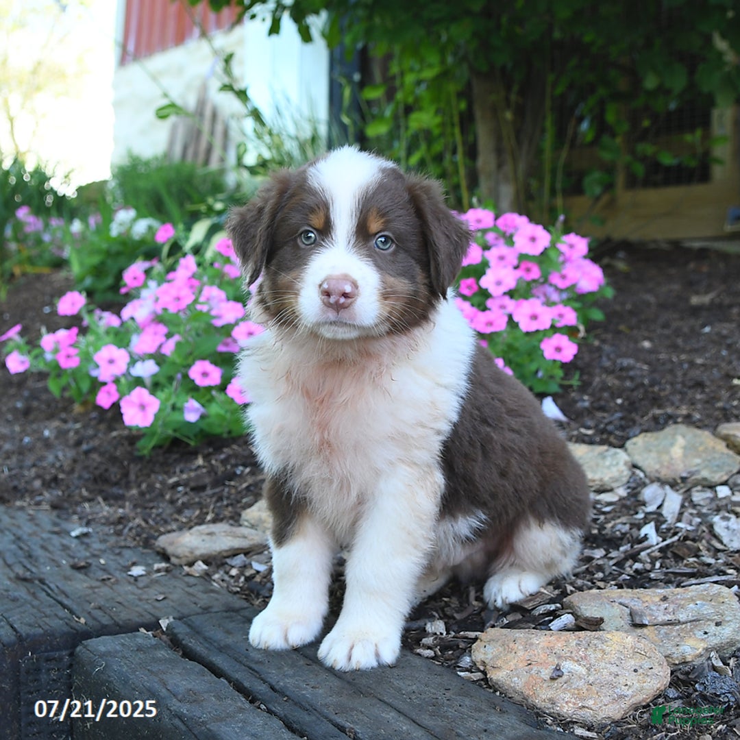 Australian Shepherd dogs for sale: Bruno - Image 3