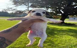 Jack Russell Terrier dogs for sale: Rocky - Image 2