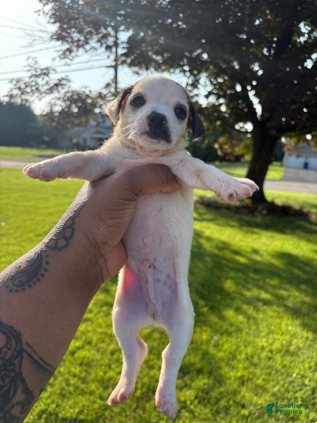 Jack Russell Terrier dogs for sale: Rocky - Image 2