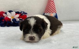 Miniature Schnauzer dogs for sale: Fancy Male 3 Akc Liver Parti - Image 8