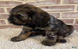 Cockapoo dogs for sale: Bandit - Image 4