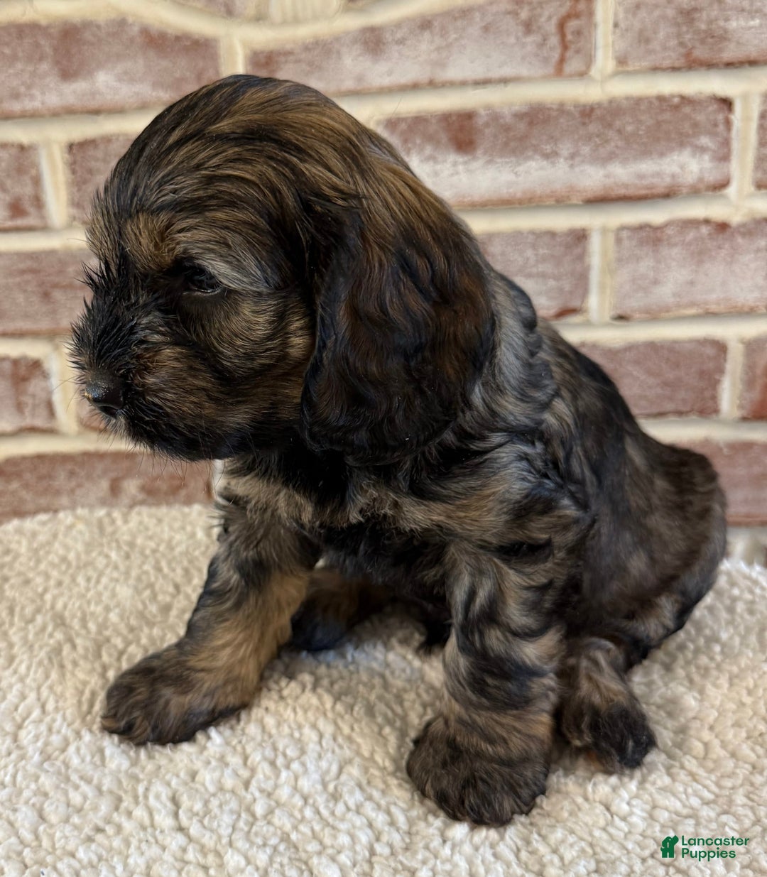 Cockapoo dogs for sale: Bandit - Image 4