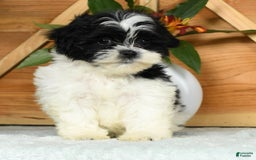 Teddy Bear dogs for sale: Scarlett - Image 3