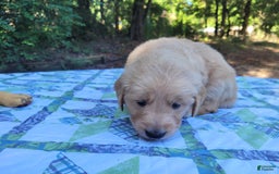 Golden Retriever dogs for sale: Maggie - Image 11