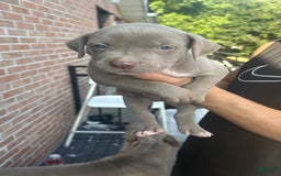 American Pit Bull Terrier dogs for sale: Sin manchas - Image 1