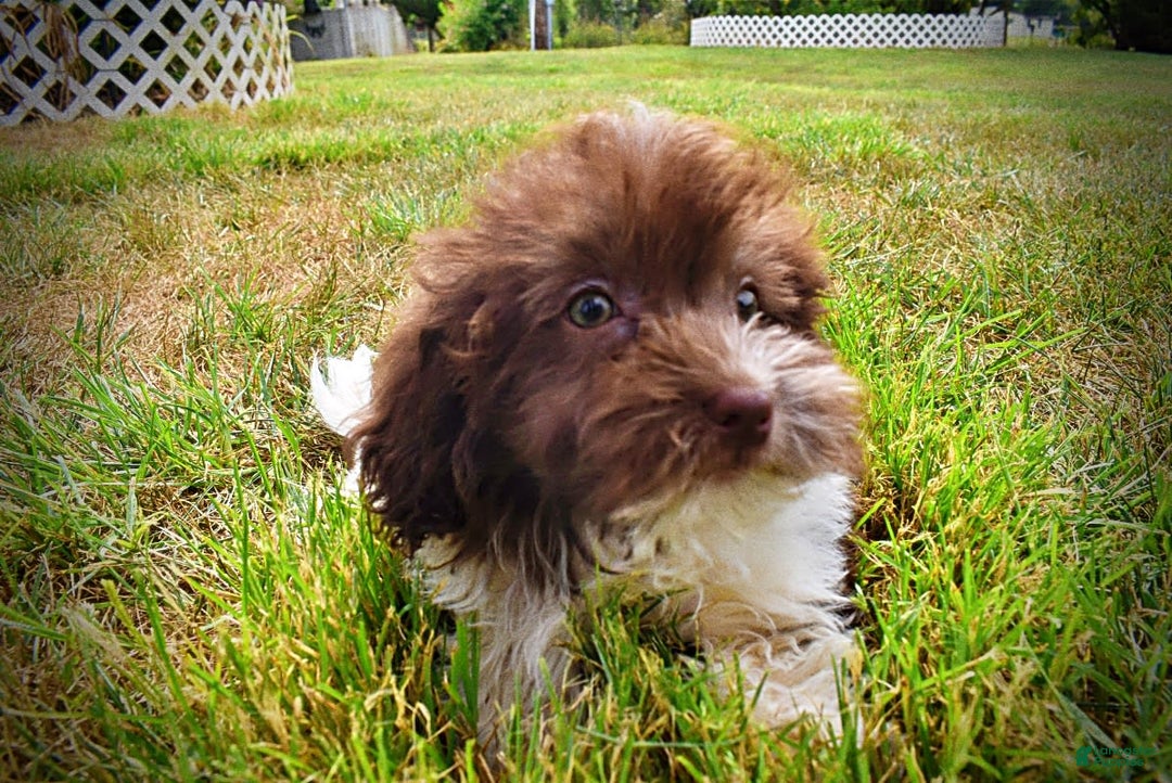 Havapoo dogs for sale: Hero - Image 14