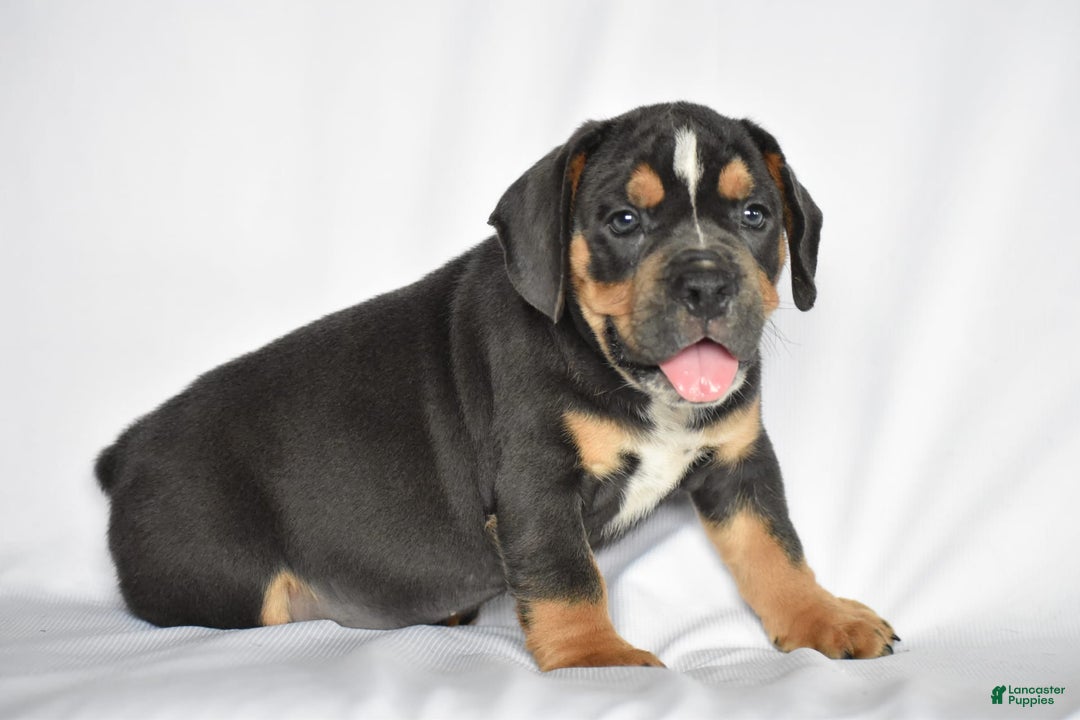Beabull dogs for sale: Duke - Image 4