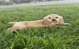 Cocker Spaniel dogs for sale: Otis - Image 2