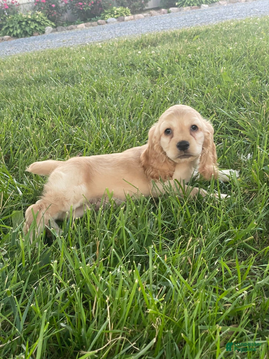 Cocker Spaniel dogs for sale: Otis - Image 2