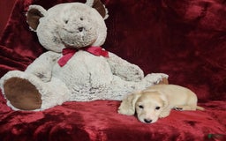 Miniature Dachshund dogs for sale: Tucker - Image 4