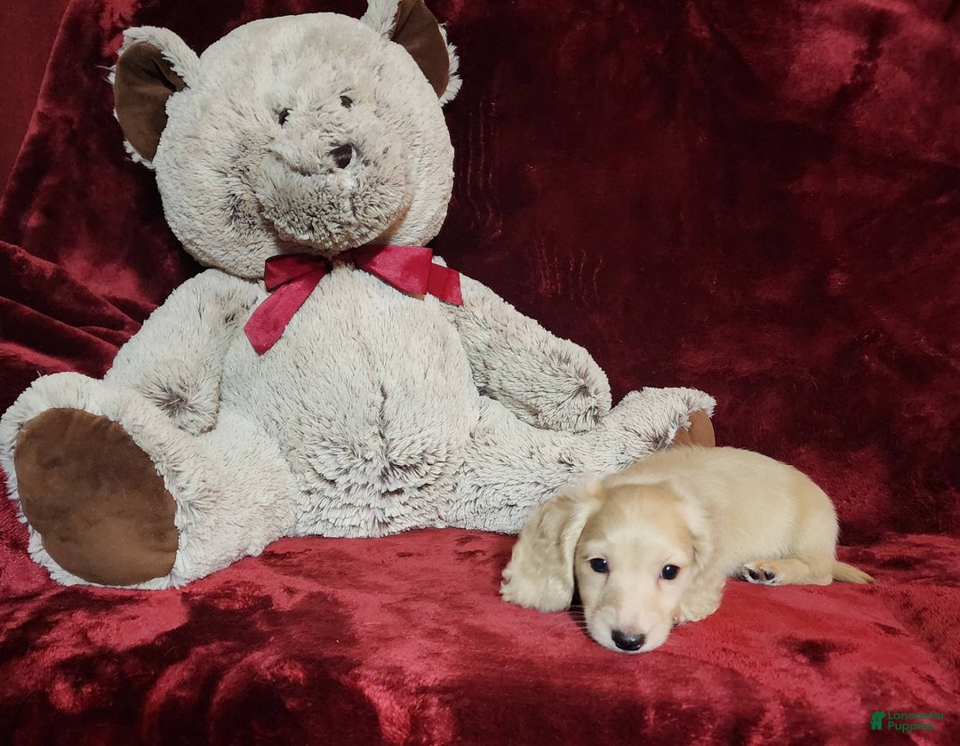 Miniature Dachshund dogs for sale: Tucker - Image 4