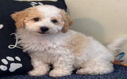 Cavachon dogs for sale: Asher - Image 4