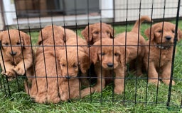 Goldendoodle dogs for sale: Andy - Image 5
