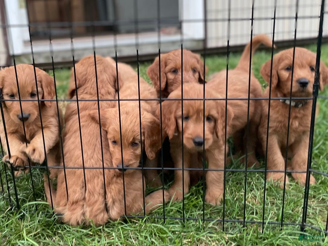 Goldendoodle dogs for sale: Andy - Image 5