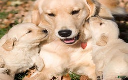 Mixed Breed dogs for sale: Achilles - Image 2