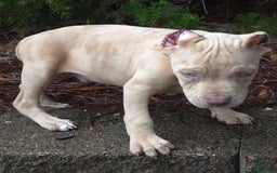 Cane Corso dogs for sale: Mr. Blue Eye Clouds - Image 5