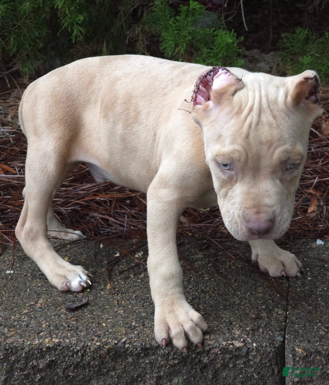 Cane Corso dogs for sale: Mr. Blue Eye Clouds - Image 5