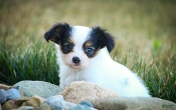Papillon dogs for sale: Laramie - Image 2