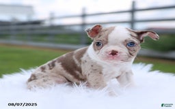 Boston Terrier dogs for sale: Daisy - Image 4