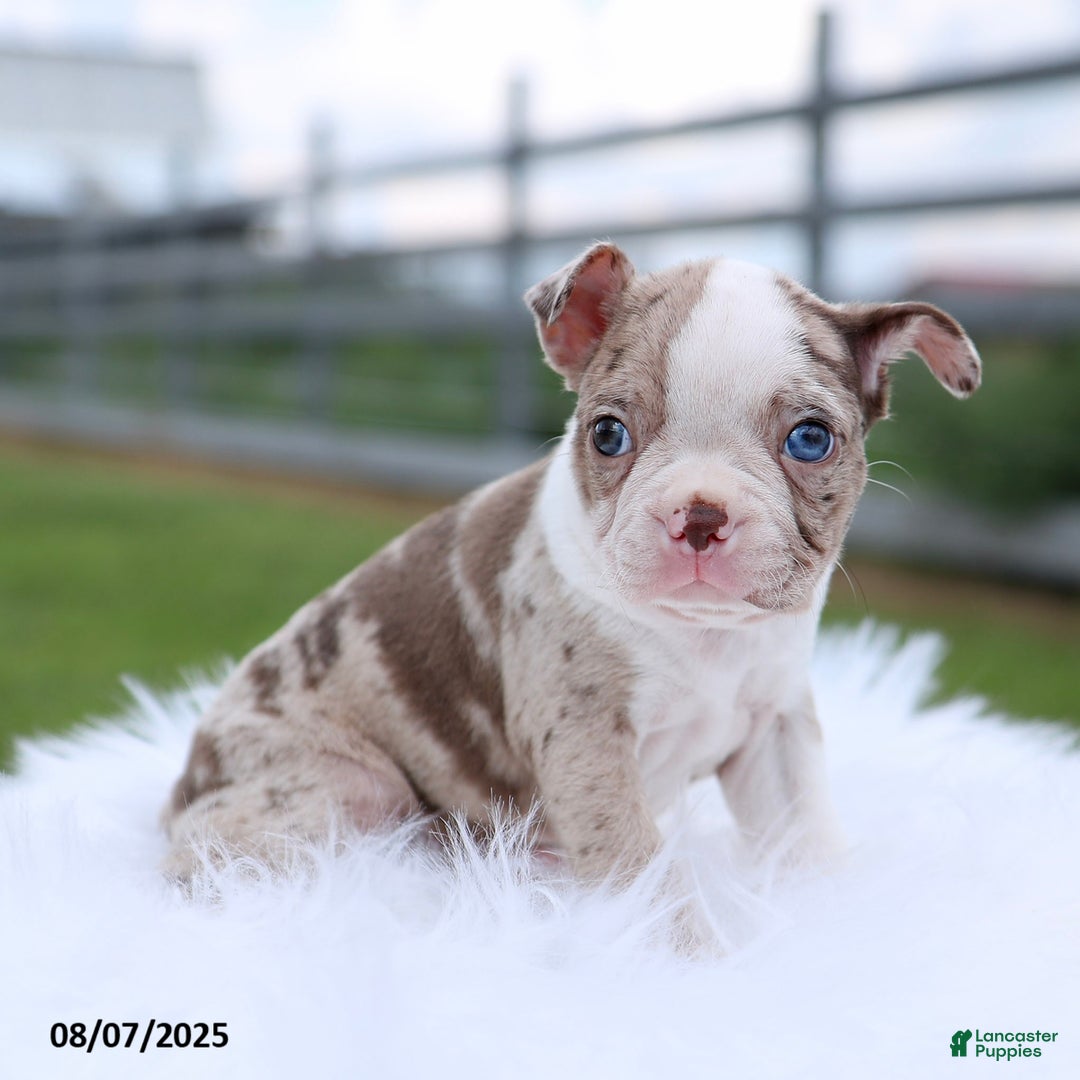 Boston Terrier dogs for sale: Daisy - Image 4