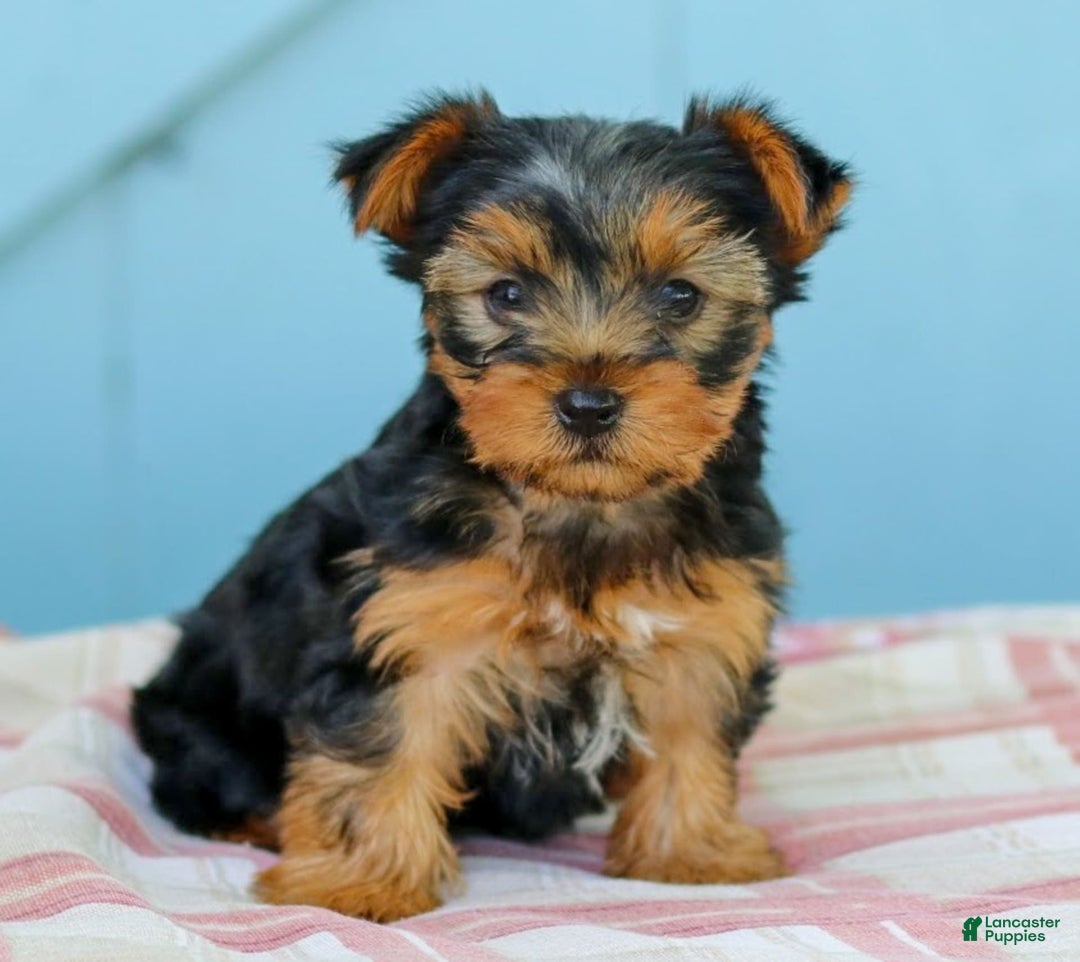 Yorkshire Terrier dogs for sale: Jana - Image 1