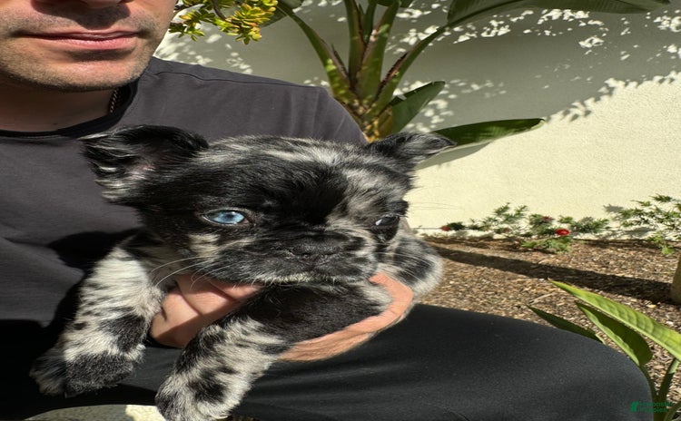 French Bulldog dogs for sale - Ad 3