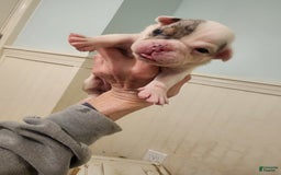 Olde English Bulldogge dogs for sale: Sweetie - Image 4