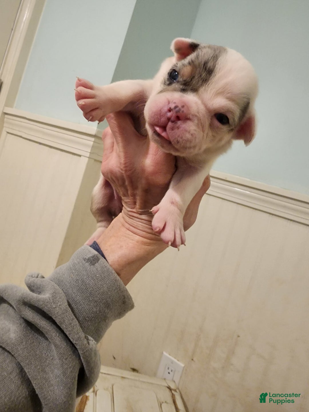 Olde English Bulldogge dogs for sale: Sweetie - Image 4