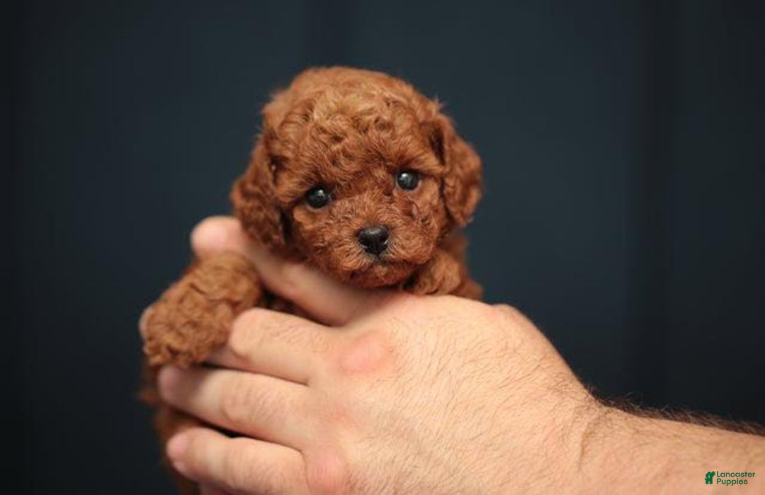 Toy Poodle dogs for sale: Berry - Image 4