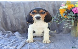 Beagle dogs for sale: Taffy - Image 4