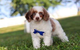 Miniature Poodle dogs for sale: Biscuit - Image 14