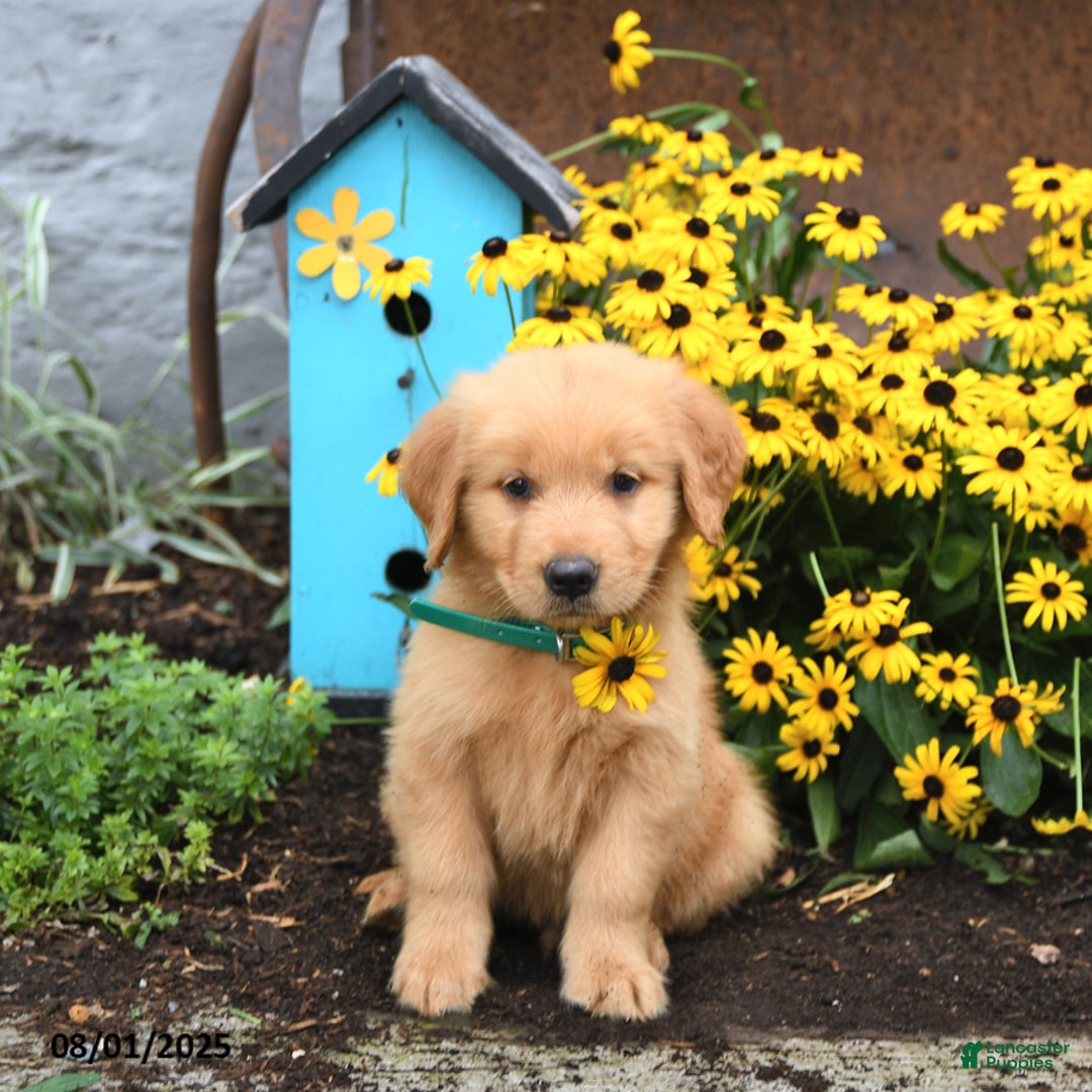 Golden Retriever dogs for sale: Finnegan - Image 4