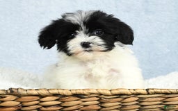 Havapoo dogs for sale: Wesley - Image 4
