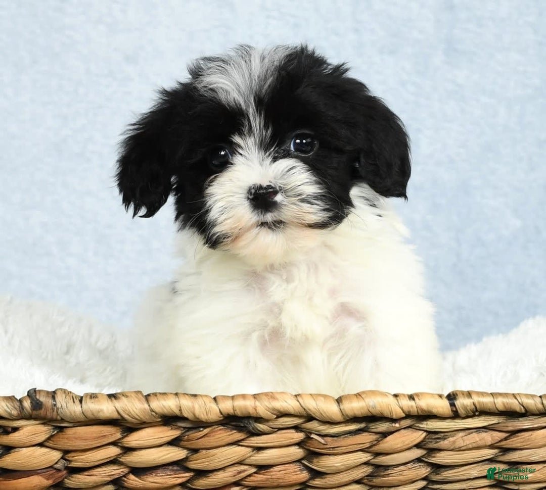 Havapoo dogs for sale: Wesley - Image 4