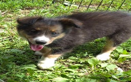 Miniature Australian Shepherd dogs for sale: Sissy - Image 1