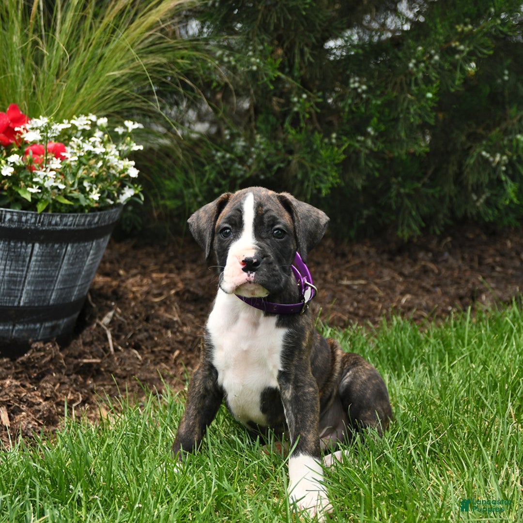 Boxer dogs for sale: Hank - Image 4