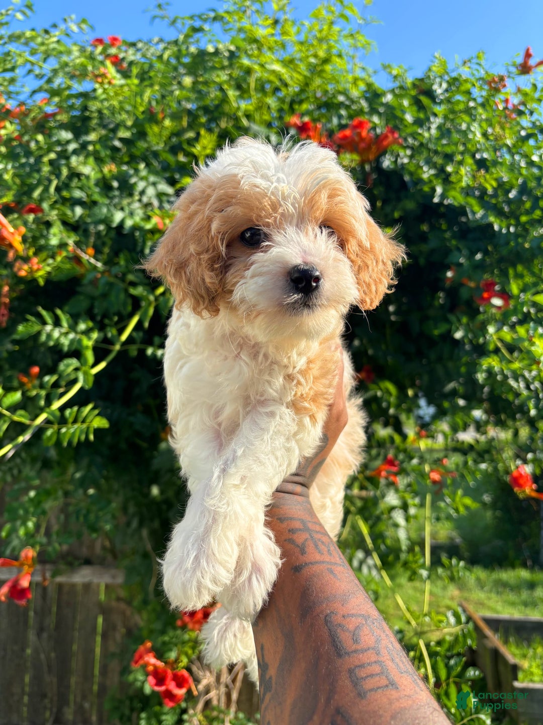 Cavapoo dogs for sale: Timmy - Image 3