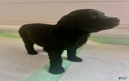 Aussiedoodle dogs for sale: Lucy - Image 1