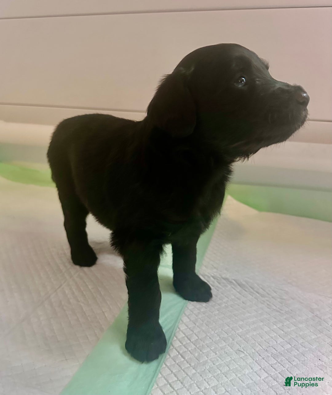 Aussiedoodle dogs for sale: Lucy - Image 1